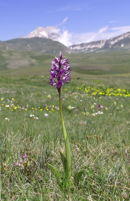 Orchis militaris, Orchis purpurea, Orchis x hybrida  Preappennino aquilano -  2022.